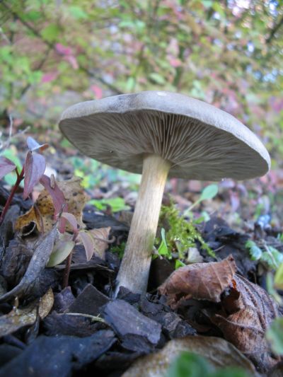 Pilze im Rindenmulch Bilder: Entdecke die Magie der kleinen Pilze!