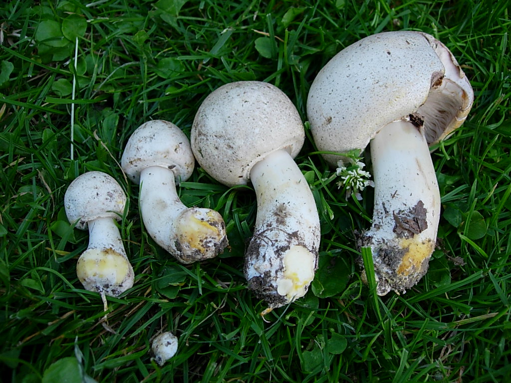 Download Giftige Pilze Karbol Champignon Wiesenchampignon Erkennen Pictures