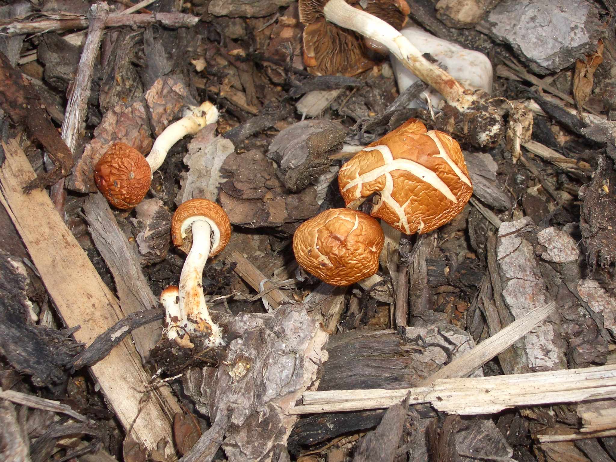 Pilze im Rindenmulch Bilder: Entdeck die Faszination der Natur im Kleinen!