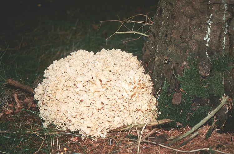 Pilze Pilze : Pilzgalerie : Sparassis crispa (Krause Glucke)