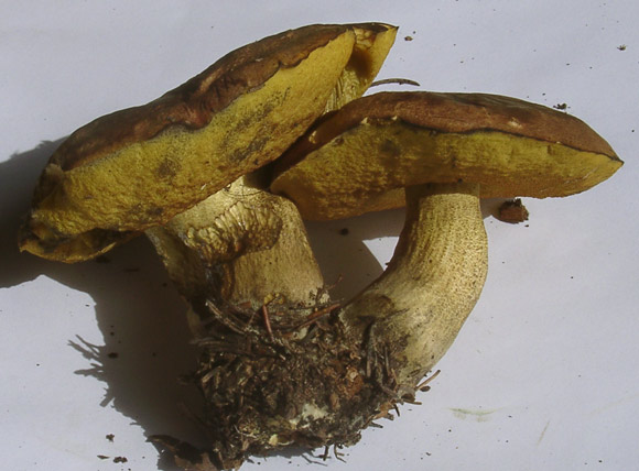 [image]